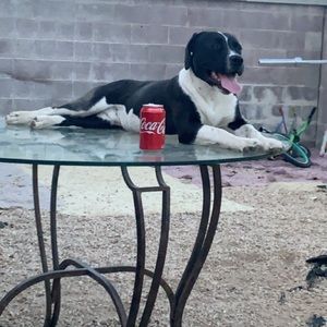 Meet your Posher, Daniela